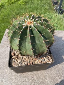 Ferocactus schwarzii